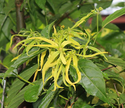 huile essentielle d'ylang-ylang
